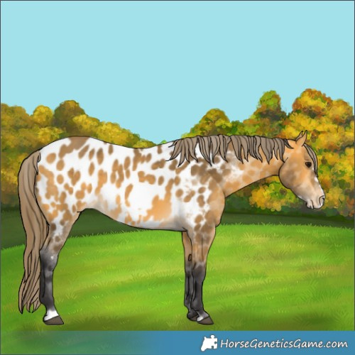 Horse Color:Buckskin Frame Appaloosa