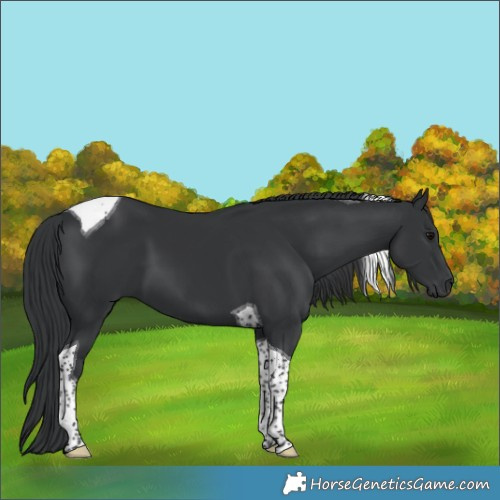 Horse Color:Black Tobiano 