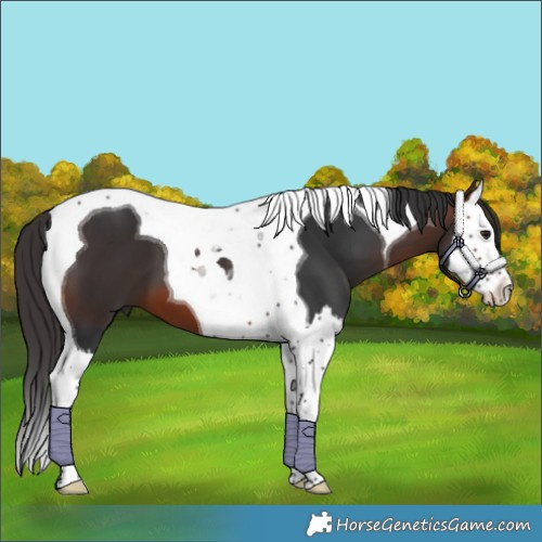 Horse Color:Brown Splash Tobiano 