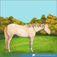 Horse Color:Buckskin Pearl 