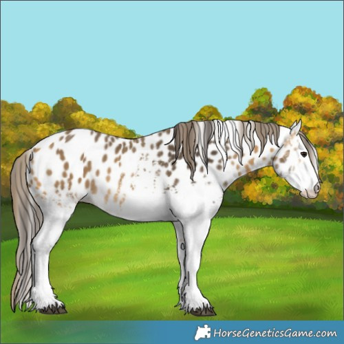 Horse Color:White Spotted Buckskin Near Leopard 