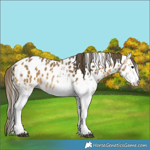 Horse Color:White Spotted Buckskin Appaloosa 