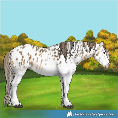 Horse Color:White Spotted Buckskin Appaloosa 