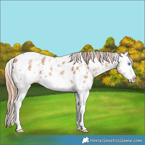 Horse Color:Gold Champagne Sabino Splash Appaloosa 