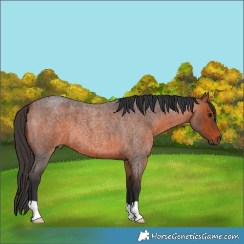 Horse Color:Bay Roan 