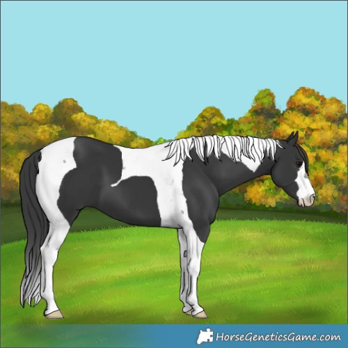 Horse Color:Black Tobiano 