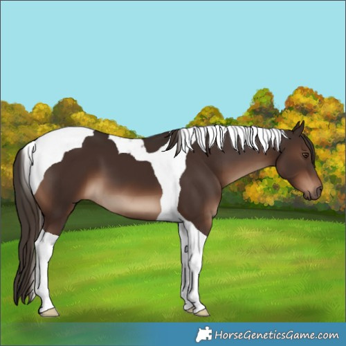 Horse Color:Liver Chestnut Tobiano 