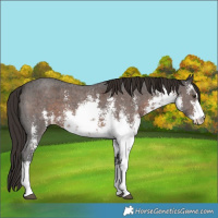 Horse Color:White Spotted Liver Chestnut Sabino