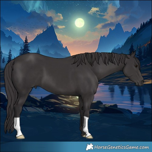 Horse Color:Smoky Black