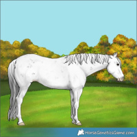 Horse Color:Black Sabino 