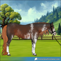 Horse Color:White Spotted Liver Chestnut Tobiano Rabicano 