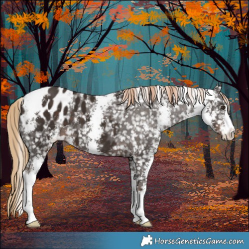 Horse Color:Liver Chestnut Sabino Appaloosa 