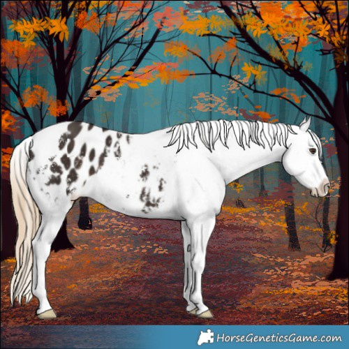 Horse Color:Liver Chestnut Sabino Appaloosa 