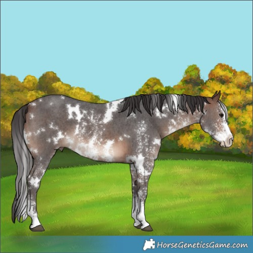 Horse Color:White Spotted Brown Sabino 