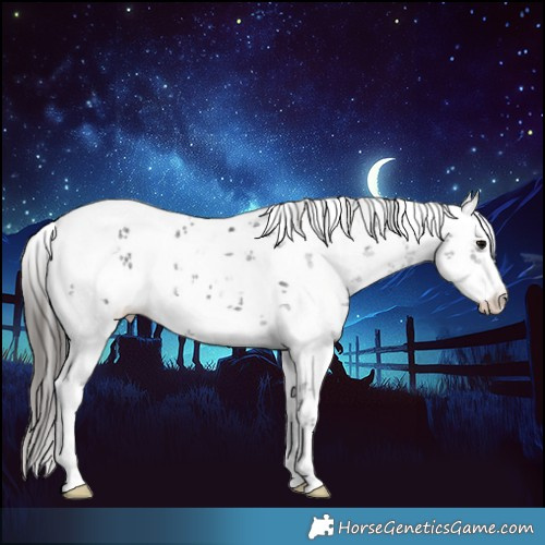 Horse Color:White Spotted Black Sabino Appaloosa 