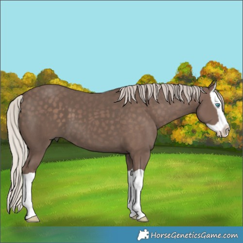 Horse Color:Silver Black Splash 