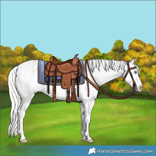 Horse Color:Cremello Roan Varnish Rabicano 