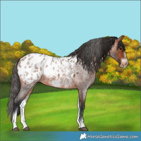 Horse Color:White Spotted Bay Roan Frame Appaloosa