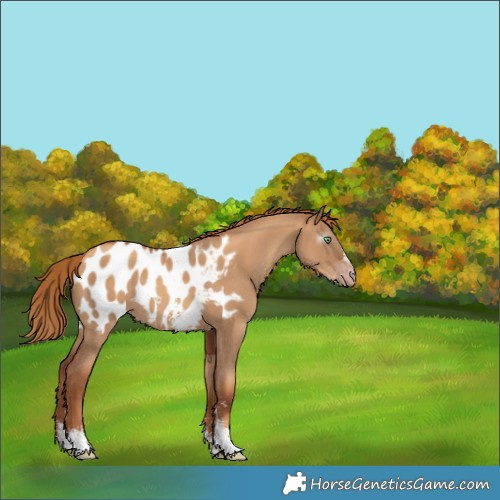 Horse Color:Gray Gold Champagne Dun Sabino Appaloosa 