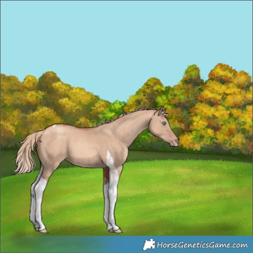 Horse Color:Gold Champagne Dun Tobiano 