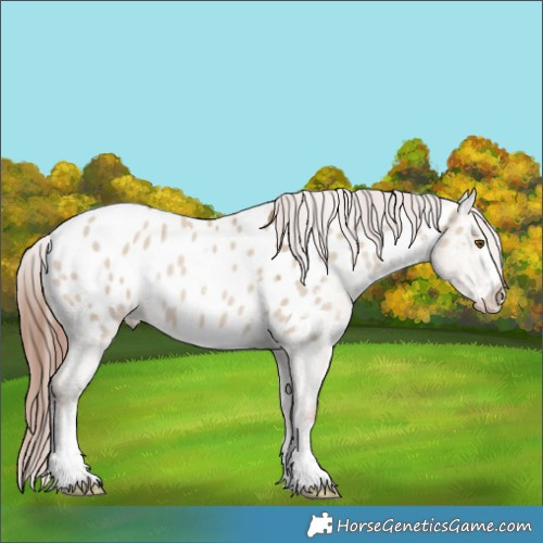 Horse Color:Classic Champagne Dun Sabino Appaloosa 