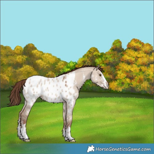 Horse Color:Classic Champagne Dun Sabino Appaloosa 