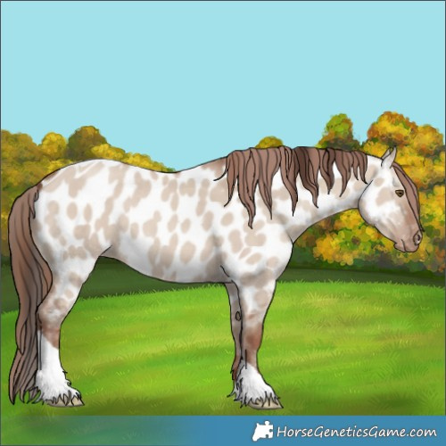 Horse Color:Classic Champagne Dun Tobiano Appaloosa Rabicano 