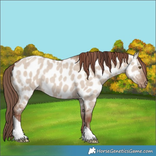 Horse Color:Classic Champagne Dun Tobiano Appaloosa Rabicano 