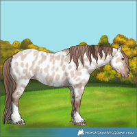 Horse Color:Classic Champagne Dun Tobiano Near Leopard Rabicano