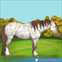 Horse Color:Classic Champagne Dun Tobiano Appaloosa Rabicano 
