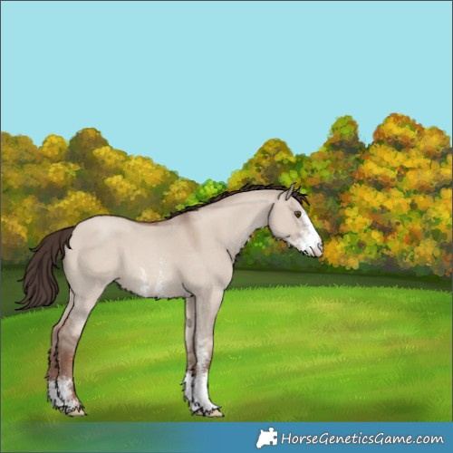Horse Color:Classic Champagne Dun Sabino 
