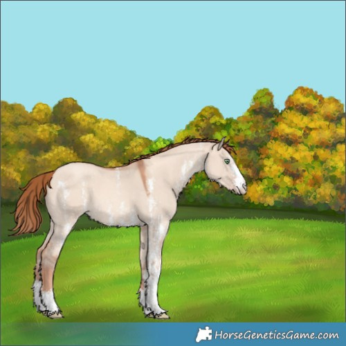 Horse Color:Gold Champagne Dun Sabino 