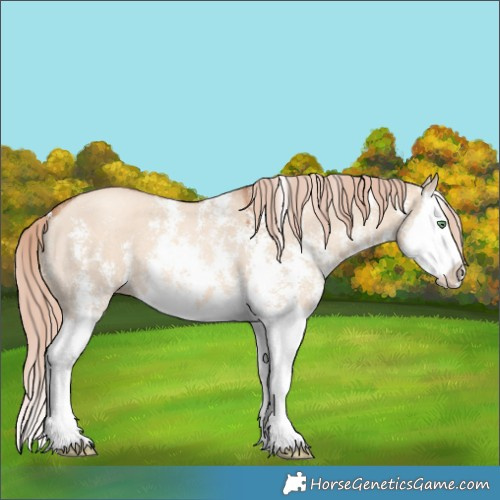 Horse Color:Gold Champagne Dun Sabino Splash 