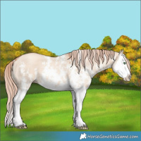 Horse Color:Gold Champagne Dun Sabino Splash 