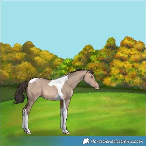 Horse Color:Sable Champagne Dun Tobiano 