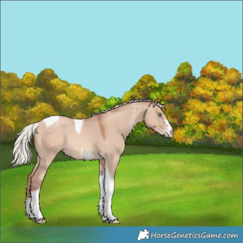 Horse Color:Silver Sable Champagne Dun Sabino Tobiano Rabicano 