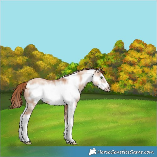Horse Color:Gold Champagne Dun Sabino Frame 