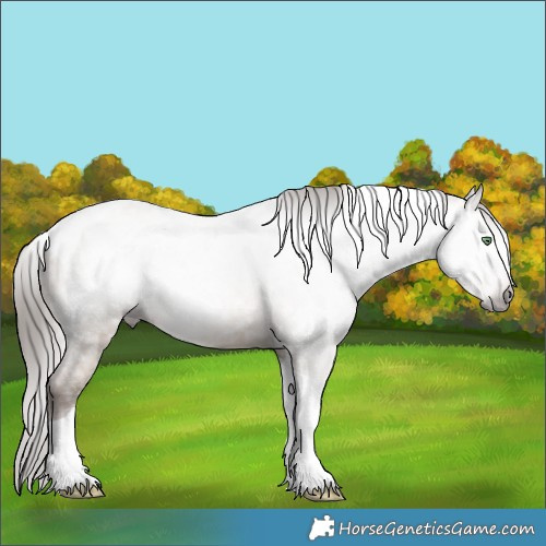Horse Color:Gray Sable Champagne Dun Tobiano Appaloosa 