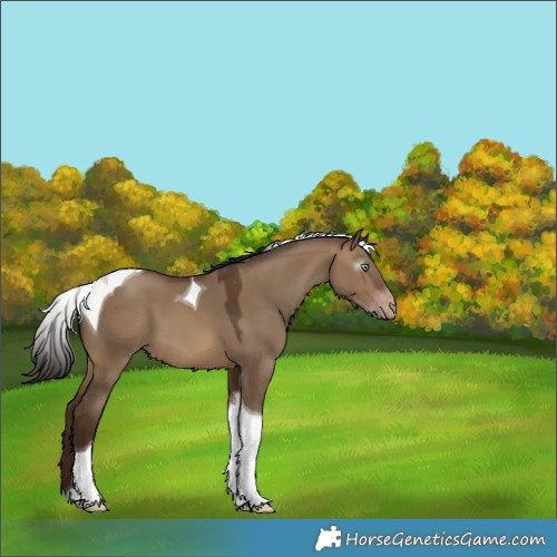 Horse Color:Gray Sable Champagne Dun Tobiano Appaloosa 