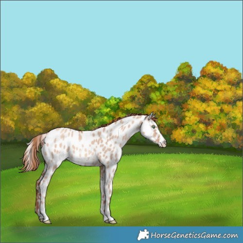 Horse Color:Gold Champagne Dun Sabino Appaloosa 