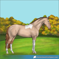 Horse Color:Gold Champagne Dun Tobiano
