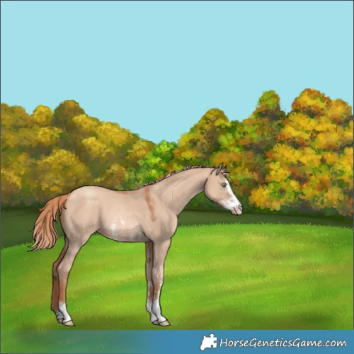 Horse Color:Gold Champagne Dun Sabino 