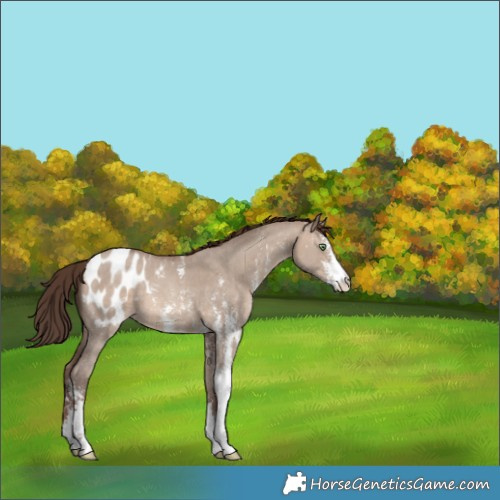 Horse Color:Sable Champagne Dun Sabino Appaloosa 