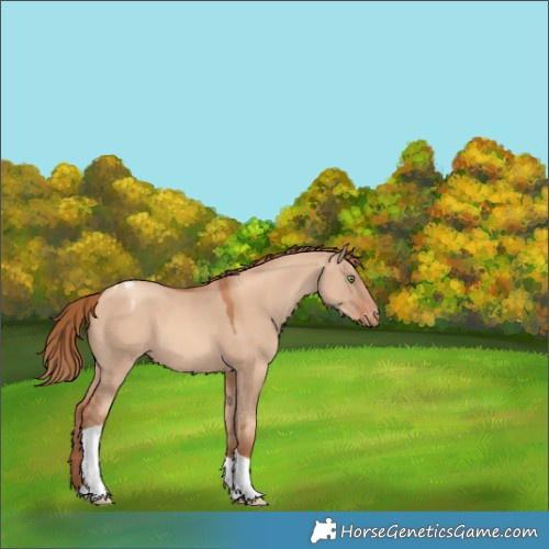 Horse Color:Gold Champagne Dun Tobiano Appaloosa 