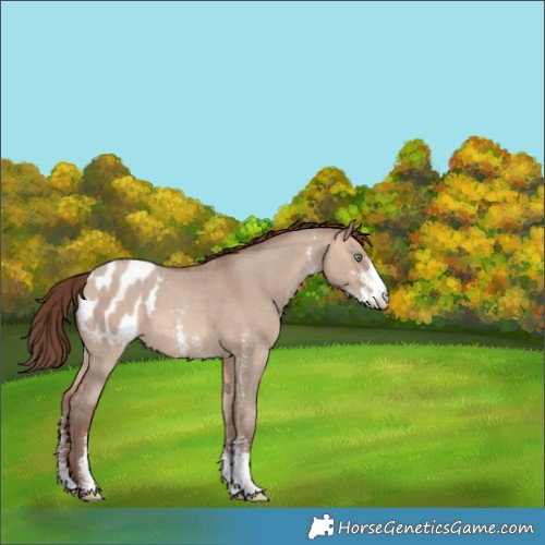 Horse Color:Sable Champagne Dun Sabino Appaloosa 