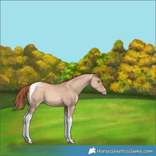 Horse Color:Gold Champagne Dun Tobiano 