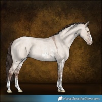 Horse Color:Classic Champagne Roan Dun Sabino 