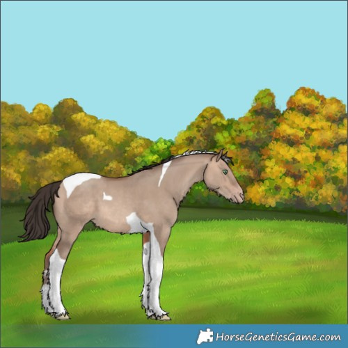 Horse Color:Sable Champagne Dun Tobiano 