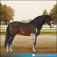 Horse Color:Brown Sabino 