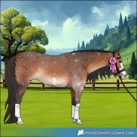 Horse Color:Bay 